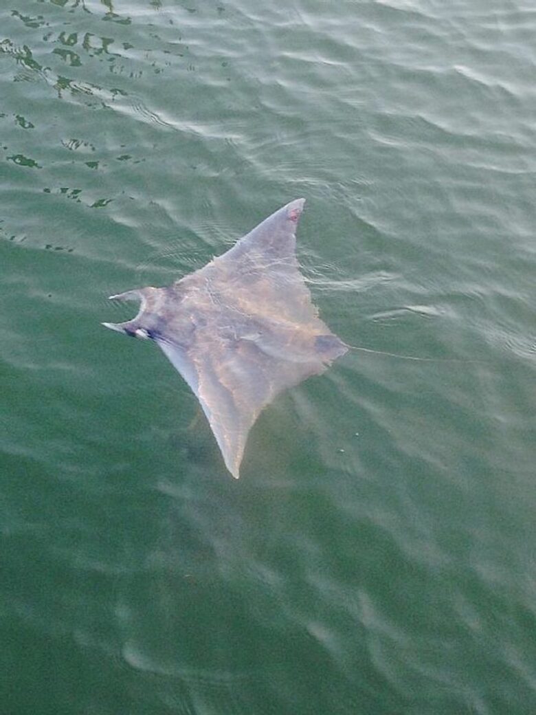 Canal Waterfront Dream - Tierra Verde, Florida