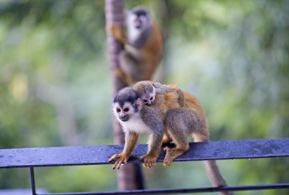 Villa Punto de Vista - Manuel Antonio, Costa Rica