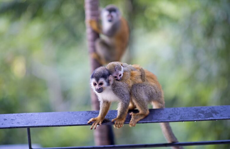 Villa Punto de Vista - Manuel Antonio, Costa Rica