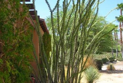Borrego Springs/La Quinta - Borrego Springs, California