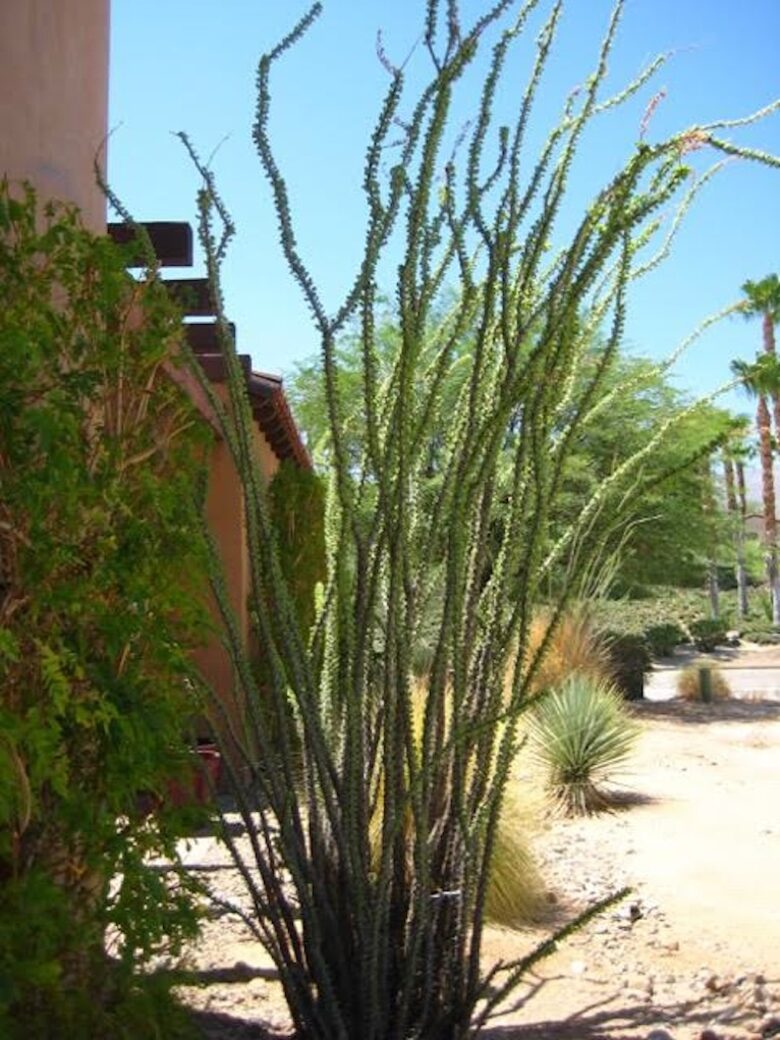 Borrego Springs/La Quinta - Borrego Springs, California