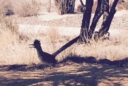 Borrego Springs/La Quinta - Borrego Springs, California
