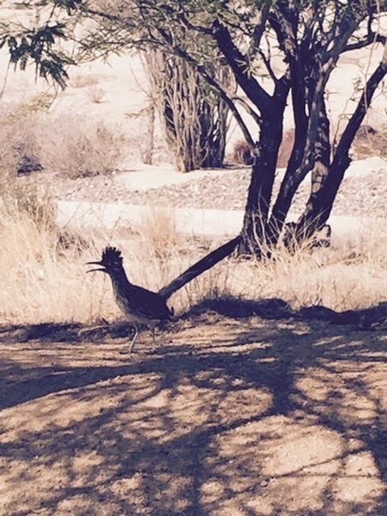 Borrego Springs/La Quinta - Borrego Springs, California