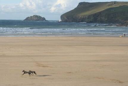 Rock Pipit - New Polzeath, United Kingdom