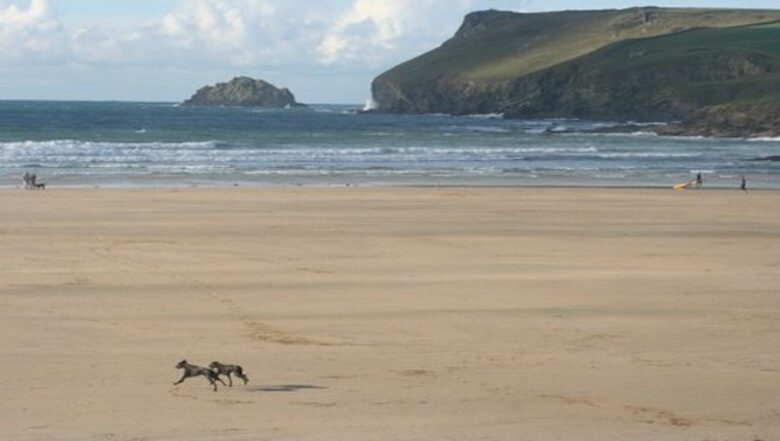 Rock Pipit - New Polzeath, United Kingdom