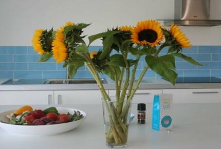 Rock Pipit - New Polzeath, United Kingdom