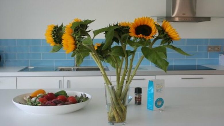 Rock Pipit - New Polzeath, United Kingdom