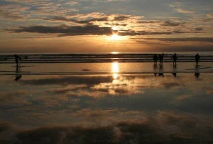 Rock Pipit - New Polzeath, United Kingdom