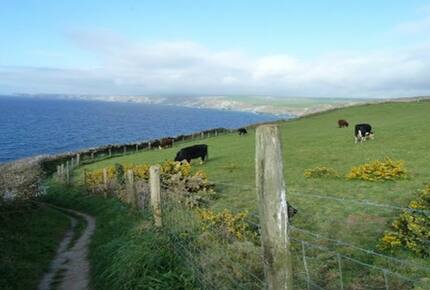 Rock Pipit - New Polzeath, United Kingdom