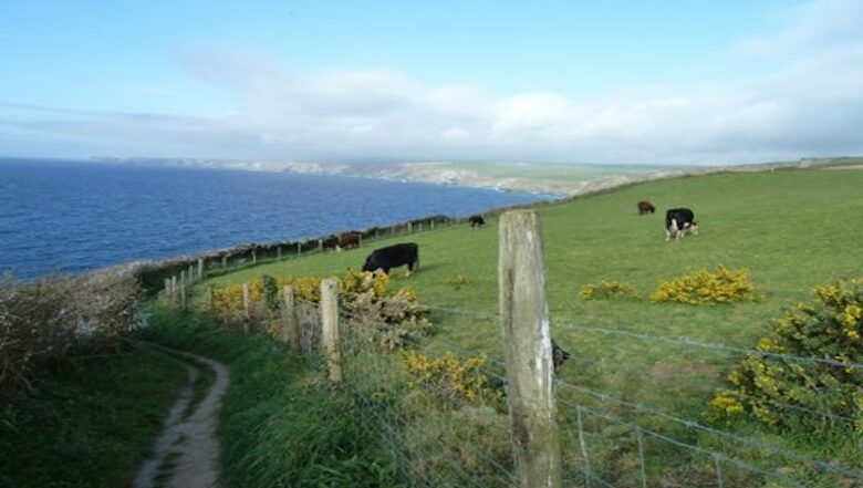 Rock Pipit - New Polzeath, United Kingdom