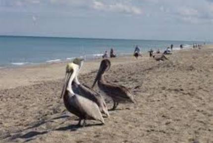Dolphin Watch - St. Augustine, Florida