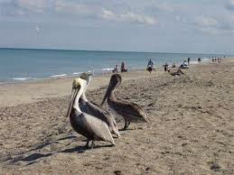 Dolphin Watch - St. Augustine, Florida