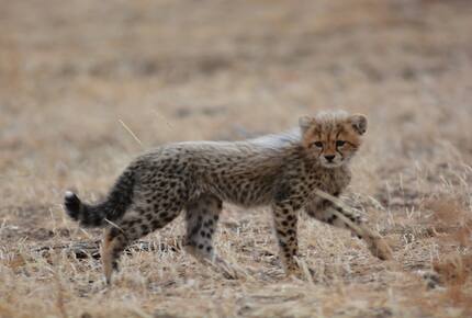 Santhata Camp - North Tuli Game Reserve, Botswana