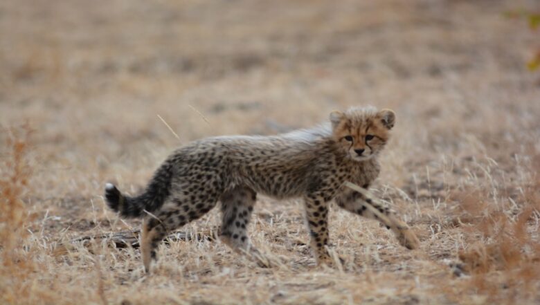 Santhata Camp - North Tuli Game Reserve, Botswana
