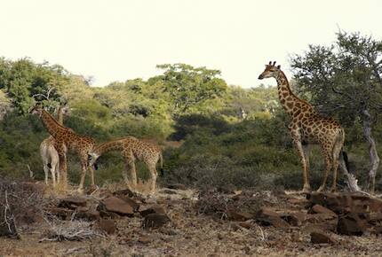 Santhata Camp - North Tuli Game Reserve, Botswana