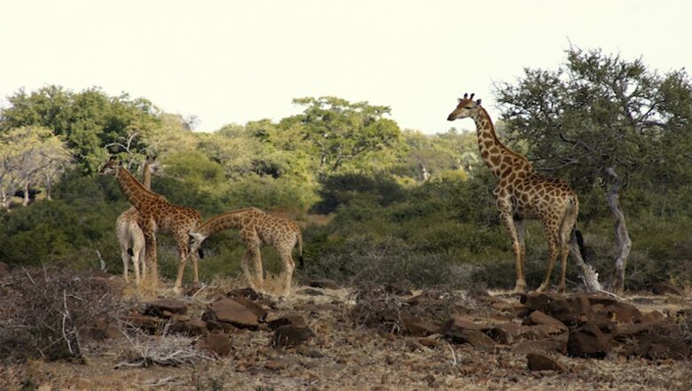 Santhata Camp - North Tuli Game Reserve, Botswana