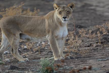 Santhata Camp - North Tuli Game Reserve, Botswana