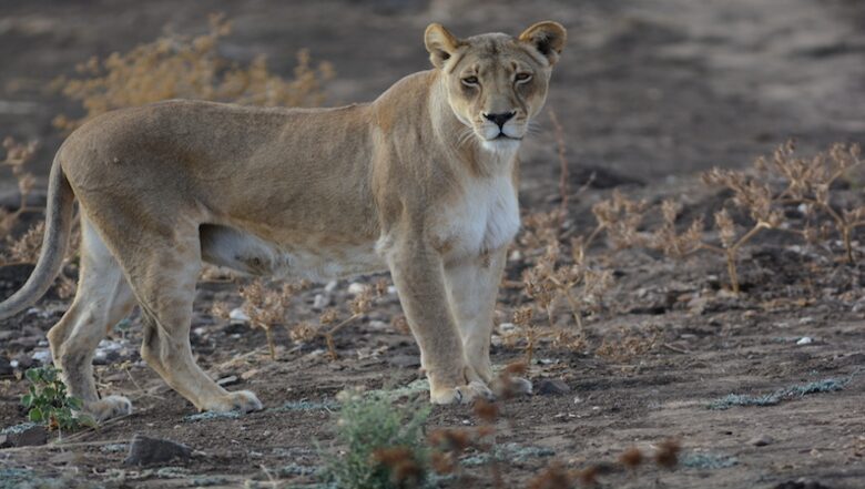 Santhata Camp - North Tuli Game Reserve, Botswana