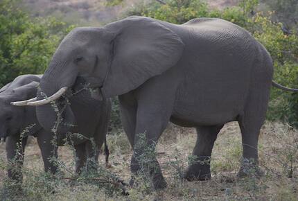 Santhata Camp - North Tuli Game Reserve, Botswana