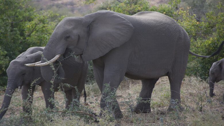 Santhata Camp - North Tuli Game Reserve, Botswana