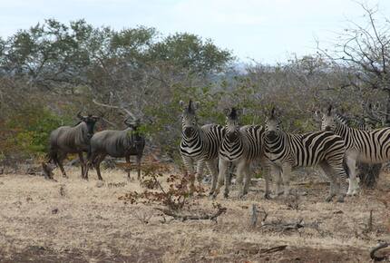 Santhata Camp - North Tuli Game Reserve, Botswana