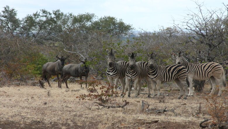 Santhata Camp - North Tuli Game Reserve, Botswana