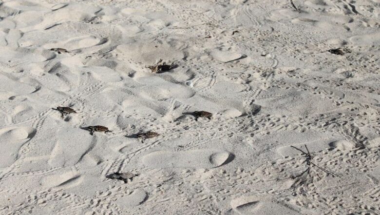 Noa Noa Island (R) - Taytay Bay, Philippines