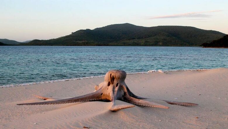 Noa Noa Island (R) - Taytay Bay, Philippines