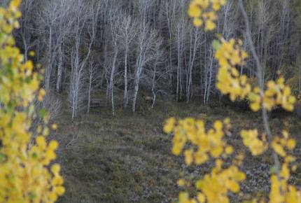 Luxury Vail Valley Estate in Cordillera - Cordillera, Colorado