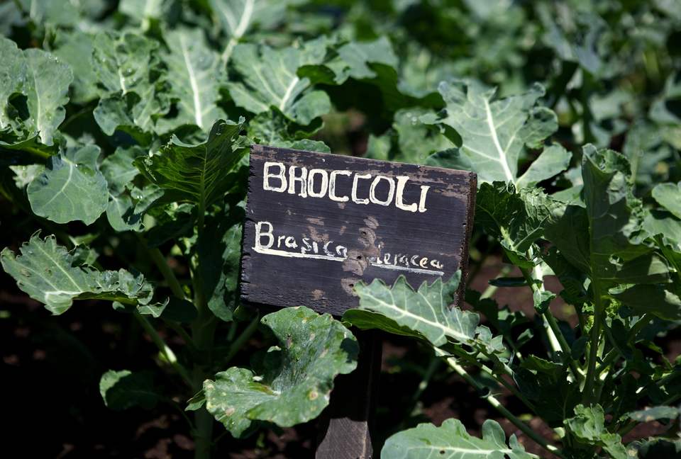Hippo Point Kenya - Naivasha, Kenya