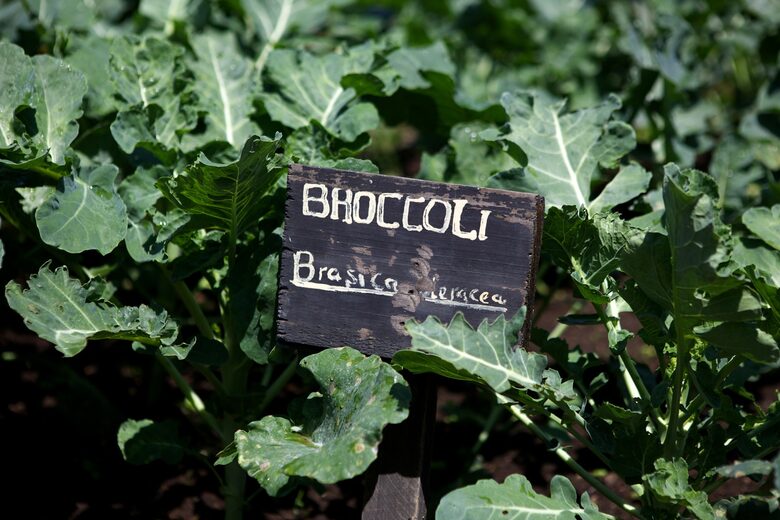 Hippo Point Kenya - Naivasha, Kenya