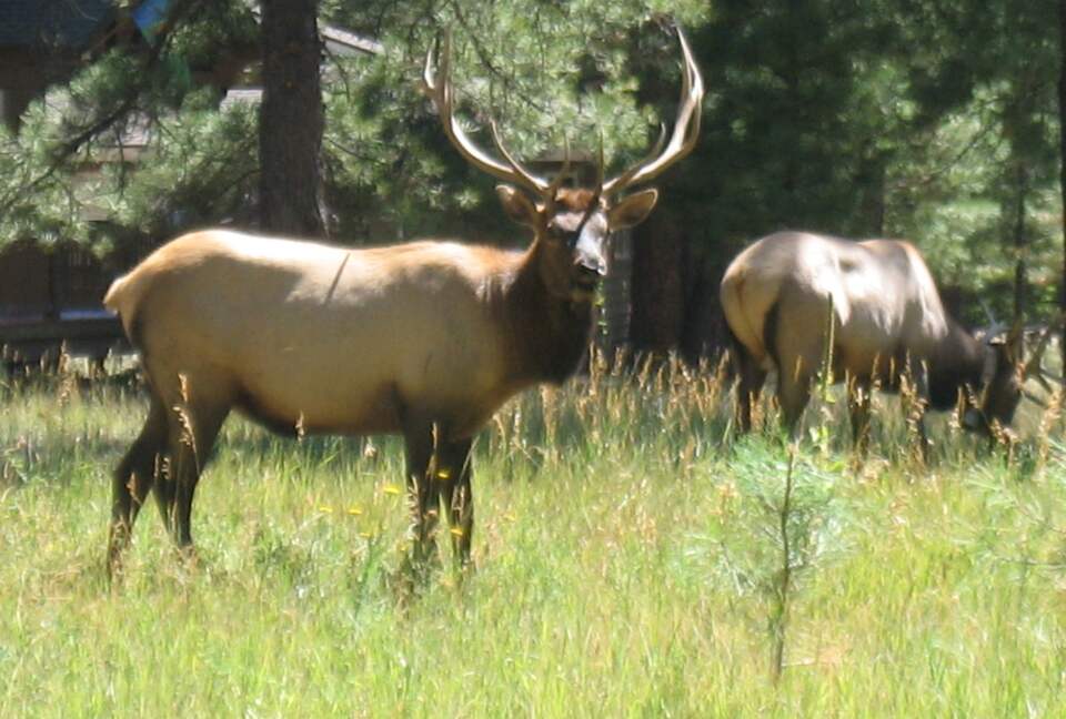 SKI OR GOLF IN THE MAGICAL FOREST - Flagstaff, Arizona