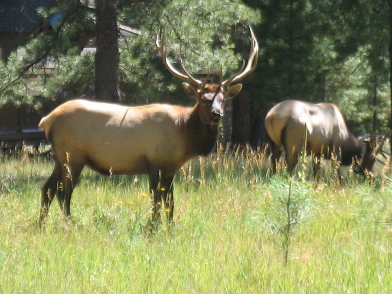 SKI OR GOLF IN THE MAGICAL FOREST - Flagstaff, Arizona