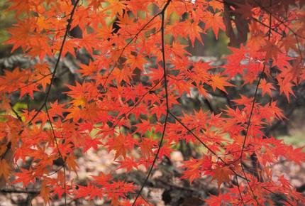 Niseko Snow Chalet - Hirafu Village Niseko, Japan