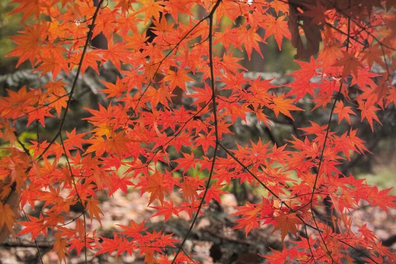 Niseko Snow Chalet - Hirafu Village Niseko, Japan