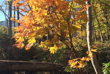 Niseko Snow Chalet - Hirafu Village Niseko, Japan