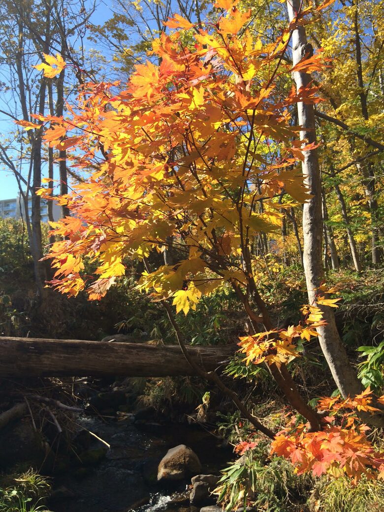 Niseko Snow Chalet - Hirafu Village Niseko, Japan