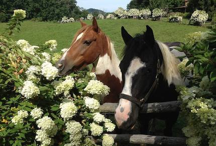 The Original Eagles Nest - Banner Elk, North Carolina