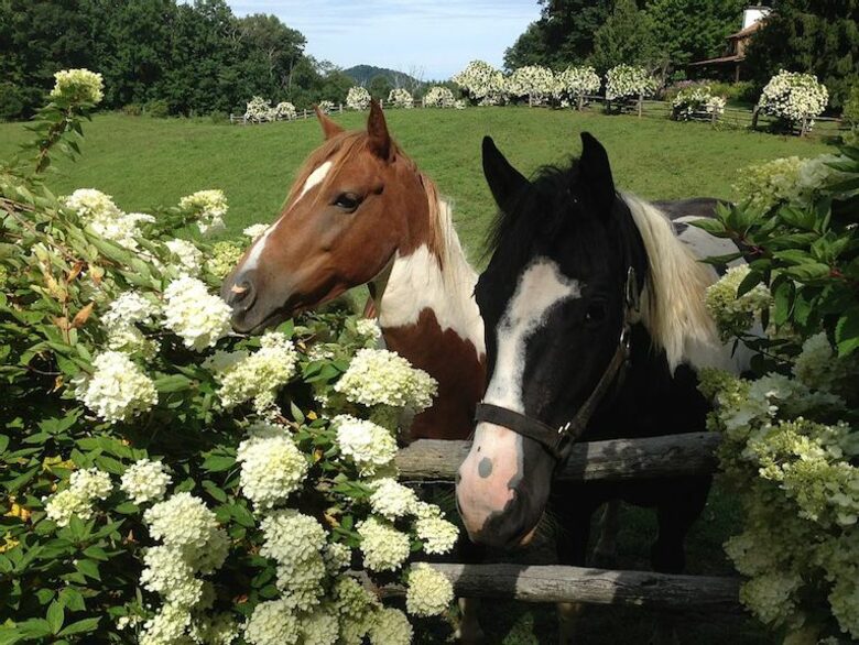 The Original Eagles Nest - Banner Elk, North Carolina
