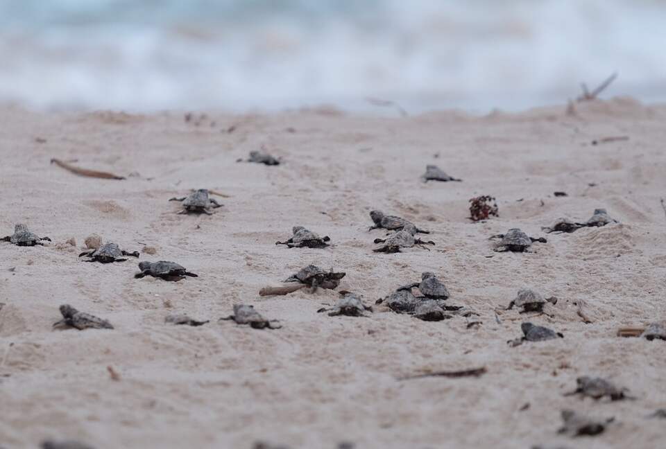 Casa Vermelha - Ipojuca, Brazil
