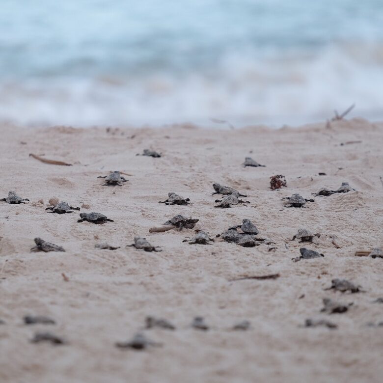 Casa Vermelha - Ipojuca, Brazil