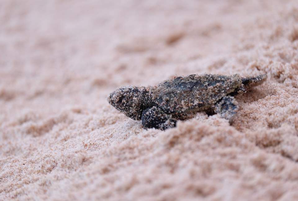 Casa Vermelha - Ipojuca, Brazil