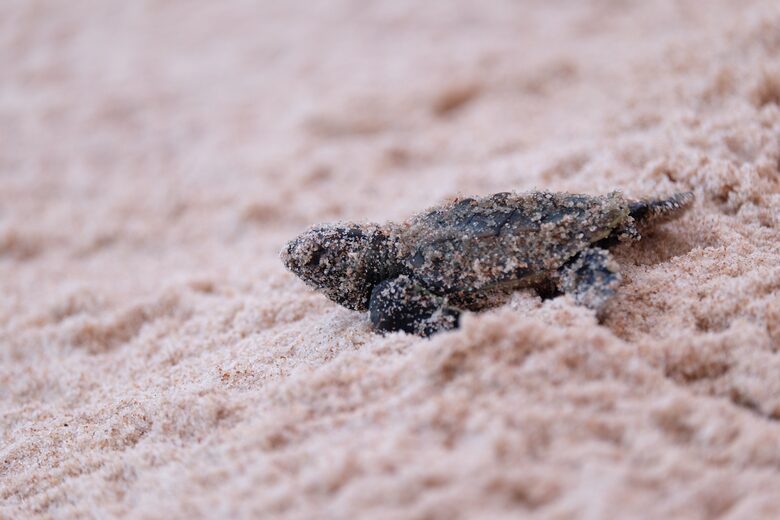 Casa Vermelha - Ipojuca, Brazil