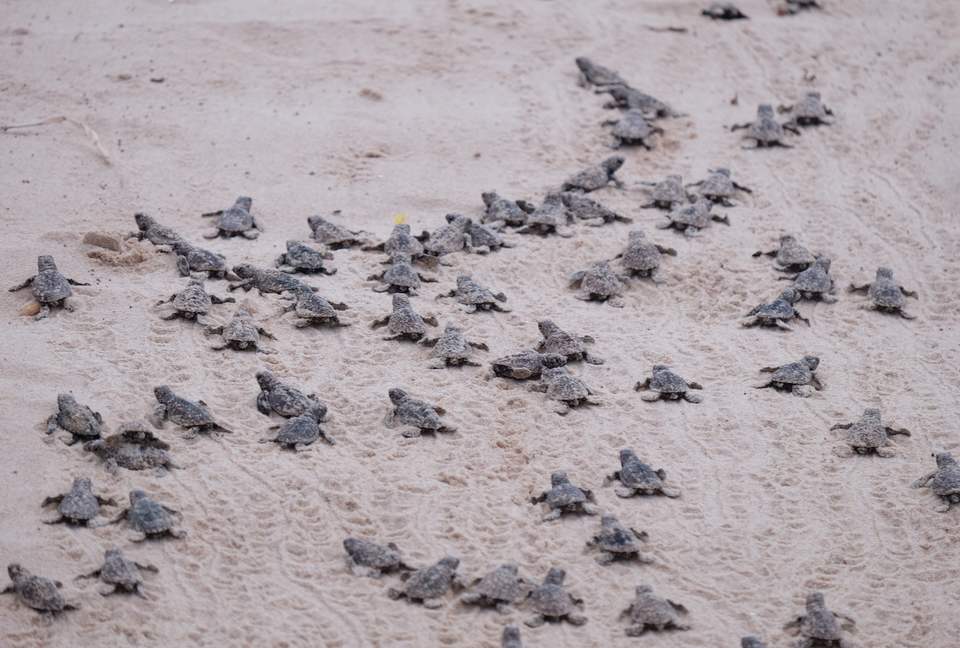 Casa Vermelha - Ipojuca, Brazil