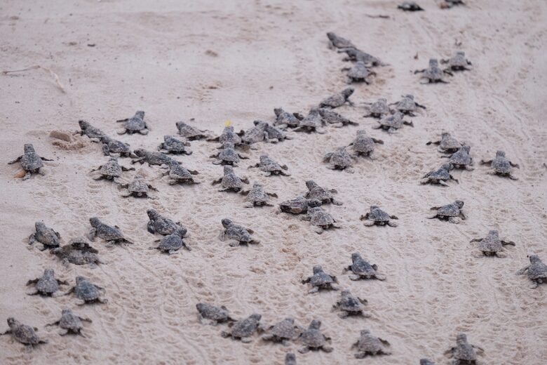 Casa Vermelha - Ipojuca, Brazil