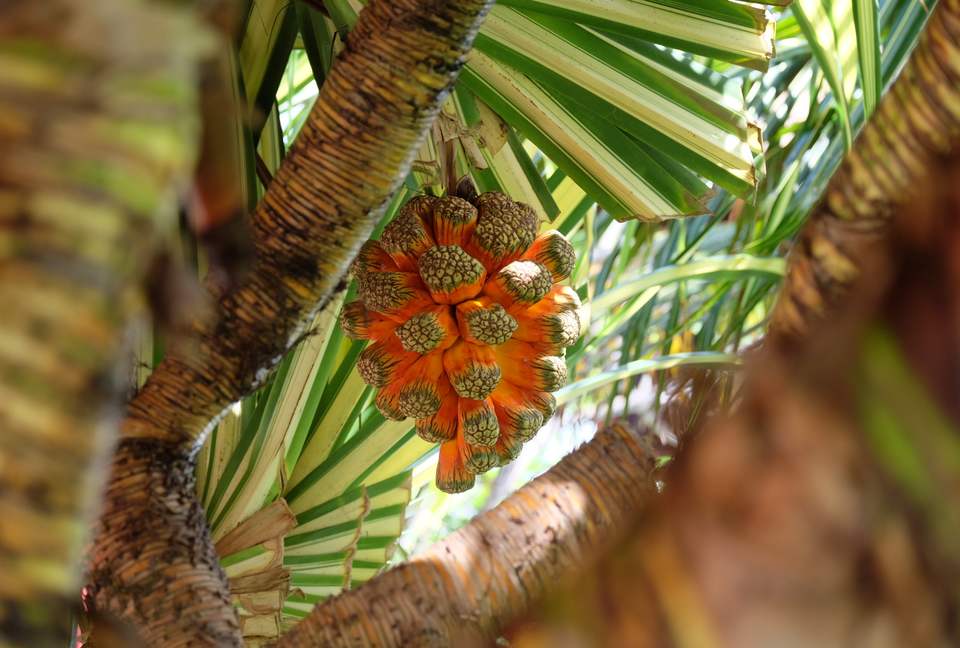 Casa Vermelha - Ipojuca, Brazil