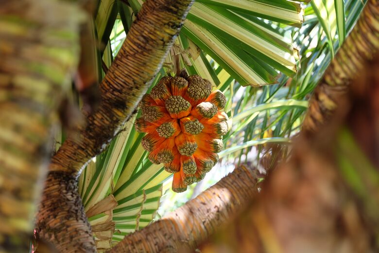 Casa Vermelha - Ipojuca, Brazil