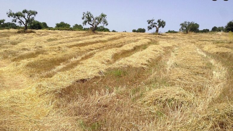 Trullo Incanto - Ostuni, Italy