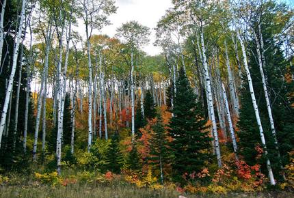 Ski-in, Ski-out Home in The Colony at White Pine Canyon - Park City, Utah