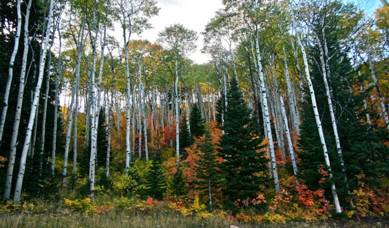 Ski-in, Ski-out Home in The Colony at White Pine Canyon - Park City, Utah